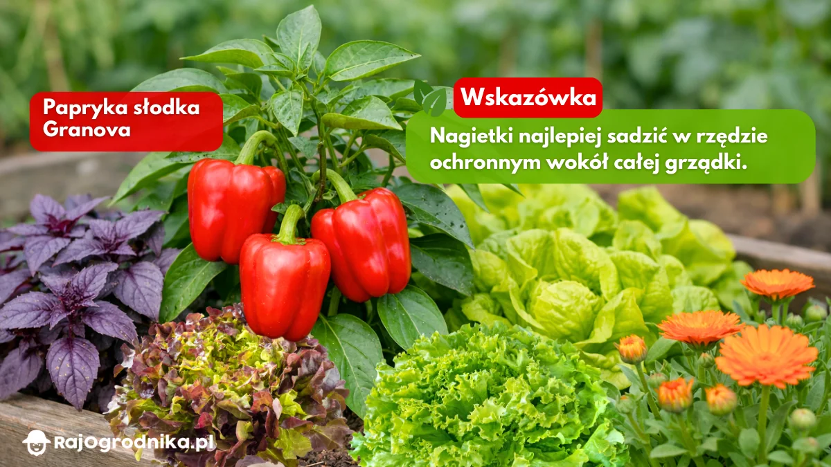 Najlepsze-sąsiedztwo-dla-papryki-blog-sklep-rajogordnika